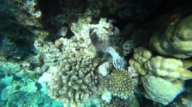 Kızıldeniz Dalış. Kirpi balığı balık renkli mercan resif üzerinde poz..