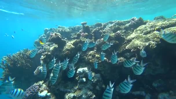 Scuola di sergente Indo-Pacifico nuota sulla barriera corallina, Mar Rosso, Egitto — Video Stock