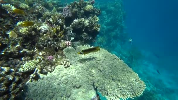 Butterflyfish guaxinim em Mar Vermelho, Egito — Vídeo de Stock