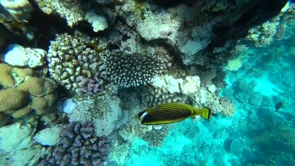 埃及红海的浣熊 butterflyfish — 图库视频影像