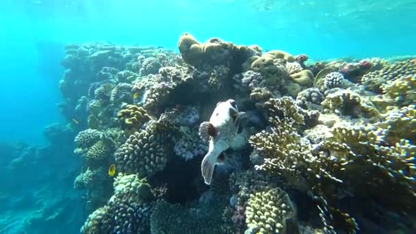 在红海潜水。在五颜六色的珊瑚礁上摆下河豚鱼. — 图库视频影像