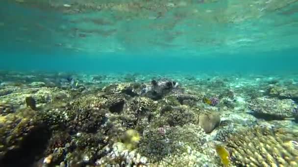 Duiken in de rode zee. Poseren de puffer vis over kleurrijke koraal rif. — Stockvideo
