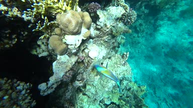 Parlak papağan balık Red Sea mercanlar arasında yelken.