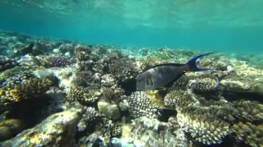 Küçük bir sohal surgeonfish veya sohal tang, Acanthurus sohal