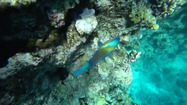 Ein heller Papageienfisch segelt zwischen den Korallen des Roten Meeres. — Stockvideo