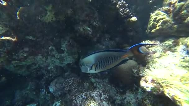 Clip di un pesce chirurgo della soia o di un codolo della soia, Acanthurus sohal — Video Stock