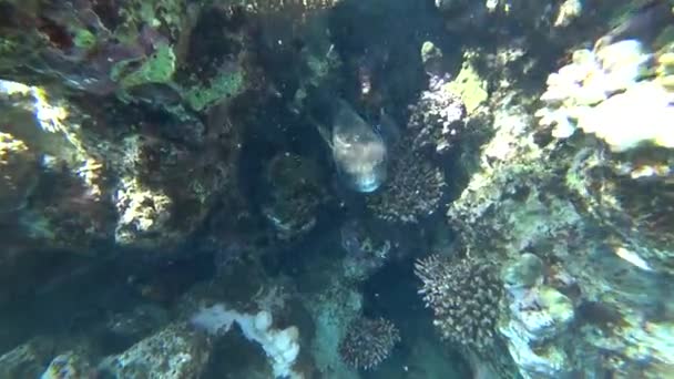 Mısır'da su altında gezinip benekli kirpi balığı Diodon hystrix — Stok video