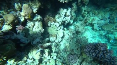 Kızıldeniz Dalış. Kirpi balığı balık renkli mercan resif üzerinde poz..