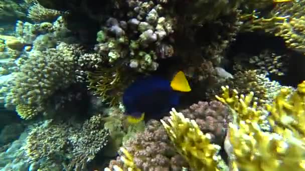 Рыба-бабочка енота в Красном море, Египет — стоковое видео