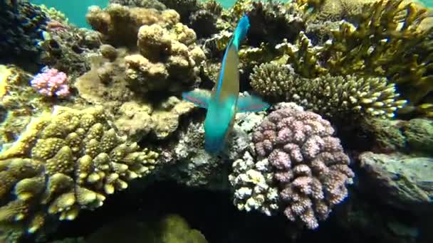En ljus papegojfisk seglar bland korallerna vid Röda havet. — Stockvideo