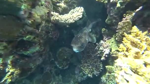 Pez puercoespín manchado Diodon hystrix flotando bajo el agua en Egipto — Vídeo de stock