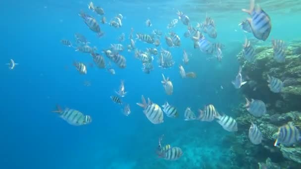 インド太平洋軍曹が泳ぐサンゴ礁、紅海、エジプトに — ストック動画