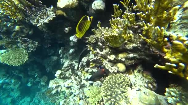 埃及红海的浣熊 butterflyfish — 图库视频影像