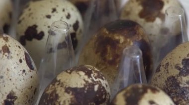 Bıldırcın yumurtası içinde belgili tanımlık tepsi kadar rotasyon kapatın.