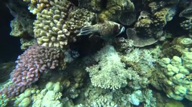 Kızıldeniz Dalış. Kirpi balığı balık renkli mercan resif üzerinde poz..