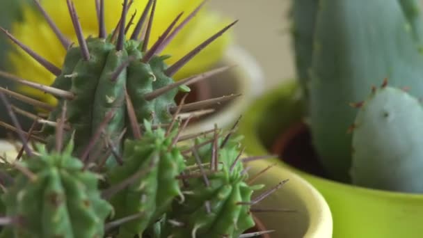 Green cactus with sharp needles rotates. — Stock Video
