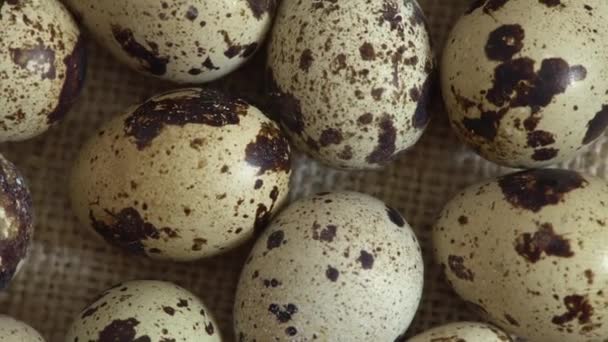 Tepelně neupravené Křepelčí vejce v balení. Otáčení a detailní. Nikdo — Stock video