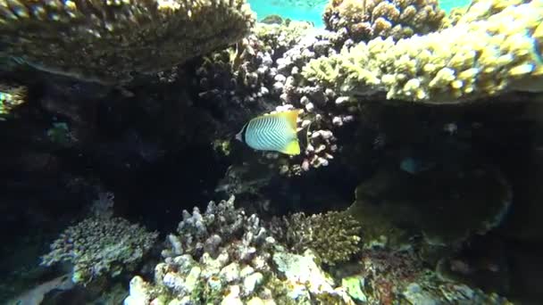 Mýval butterflyfish v Rudém moři, Egypt — Stock video