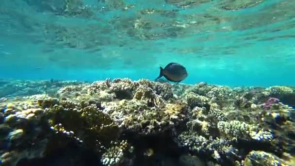 Küçük bir sohal surgeonfish veya sohal tang, Acanthurus sohal — Stok video