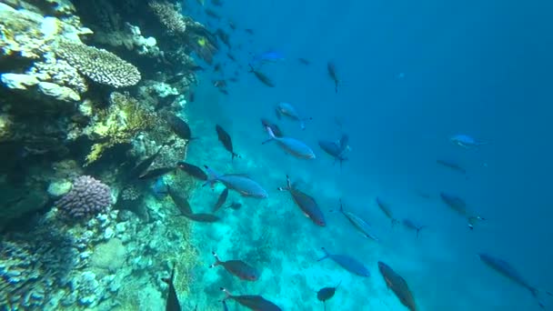 Sarı yüzgeçli okul goatfish Mulloides vanicolensis — Stok video