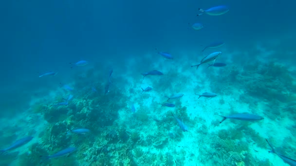 Scuola di pesce capra pinna gialla Mulloides vanicolensis — Video Stock