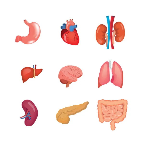 İnsan anatomisi organlarda tıp biliminin bir dizi. — Stok Vektör