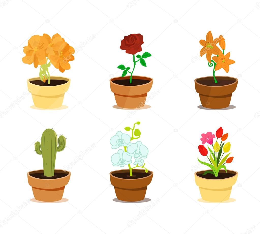 Different types of beautiful, decorative, modern flowers in clay pots.