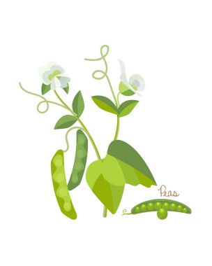 Tahıllar ve baklagiller kavramı. Taze Bahçe Yeşil bezelye.