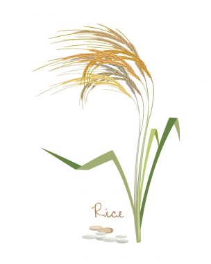 Tahıllar ve baklagiller ve tesisleri. Yaprakları ve tahıl ile pirinç.