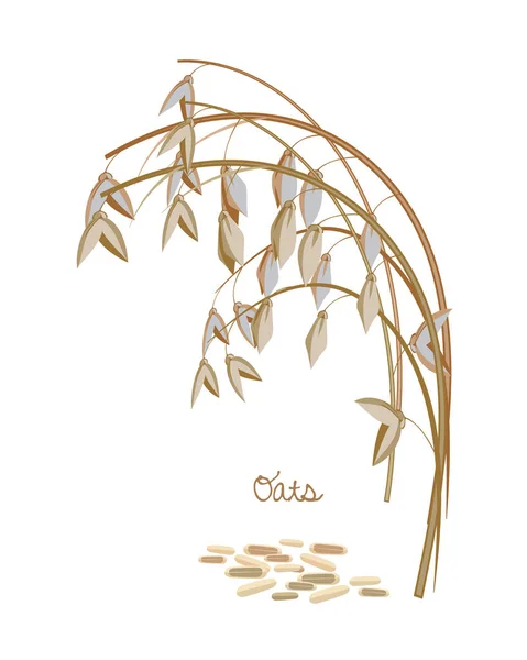 Cereais, legumes, plantas. Aveia Spikelet com folhas, caules e grãos . —  Vetores de Stock