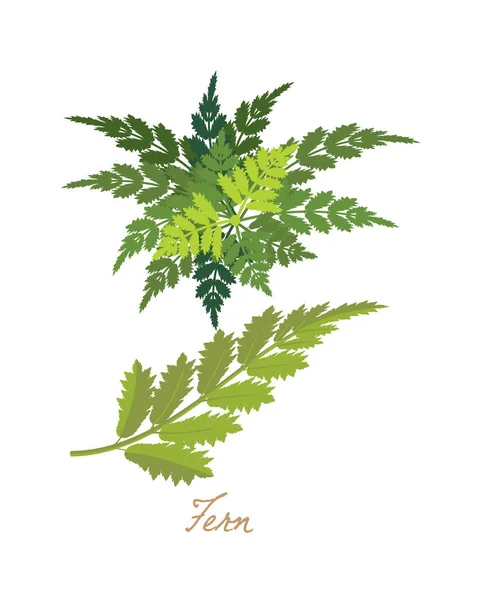 열 대 숲 허브와 잎, 꽃을 가진 식물 고비 녹색. — 스톡 벡터