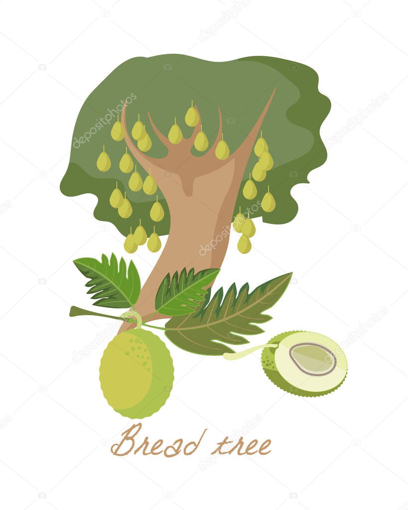 Tropical forest herbs, plants with leaves, flowers, fruits. Breadfruit tree.