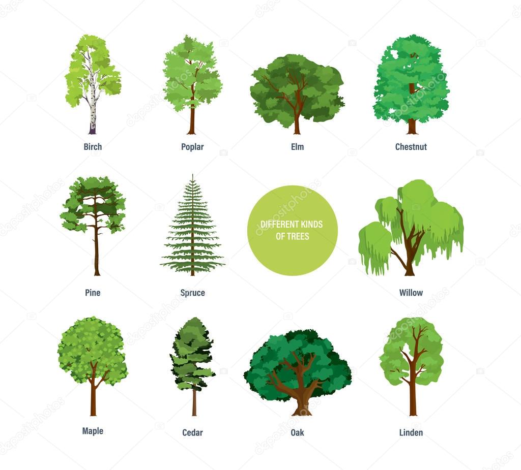 Concept of collection of modern different kinds of trees.
