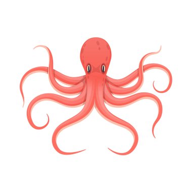 Renkli kırmızı ahtapot, bir su fauna hayvan.