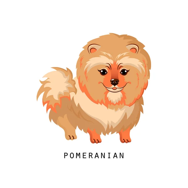 Szőrös emberi friend, otthon állati és dekoratív kutya: Pomerániai spitz. — Stock Vector