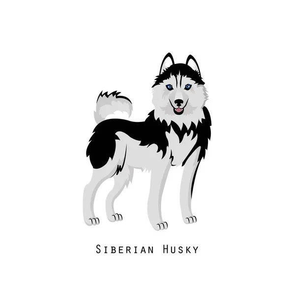 Szőrös emberi friend, otthon állati és dekoratív kutya: szibériai husky. — Stock Vector