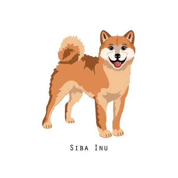 Szőrös emberi friend, otthon állati és dekoratív kutya: shiba inu. — Stock Vector