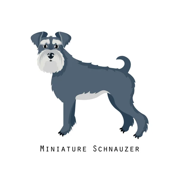 Szőrös emberi friend, otthon állati és dekoratív kutya: Törpe schnauzer. — Stock Vector