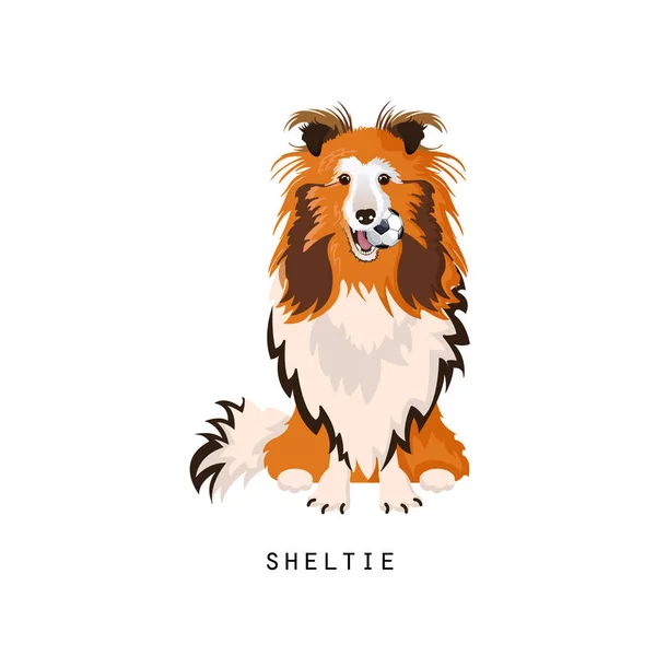 Sheltie, domu zwierzaka. Owczarek Szetlandzki lub shetland collie, wiernego psa. — Wektor stockowy