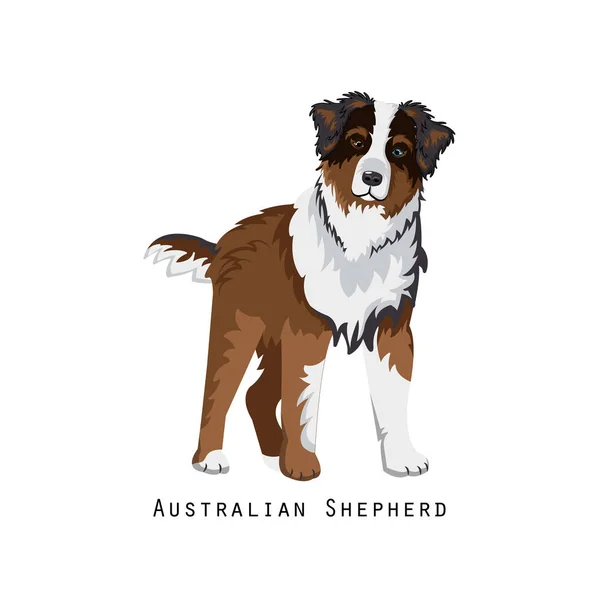 Amigo humano peludo, animal doméstico y perro decorativo: pastor australiano . — Vector de stock