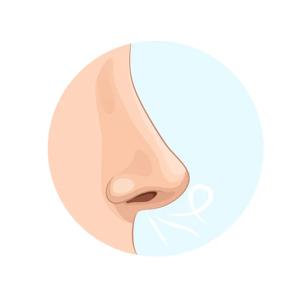 Órgano de olor humano, nariz. Biología, anatomía del hombre . — Archivo Imágenes Vectoriales