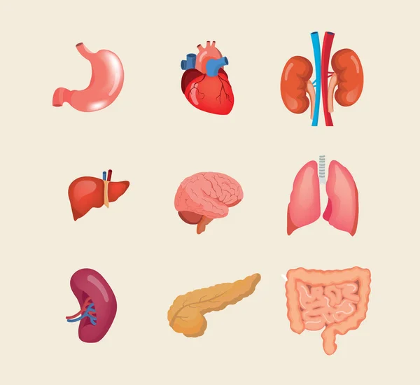 Establecer órganos humanos realistas. Anatomía cuerpo, biología, estructura órganos internos . — Vector de stock