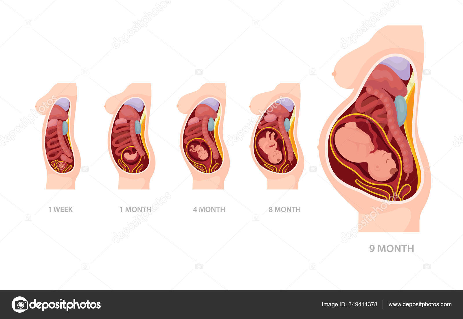 Normal Pregnancy Anatomy stages from conception to childbirth. Stock Vector  by ©ideyweb 349411378, image size:1600x1102