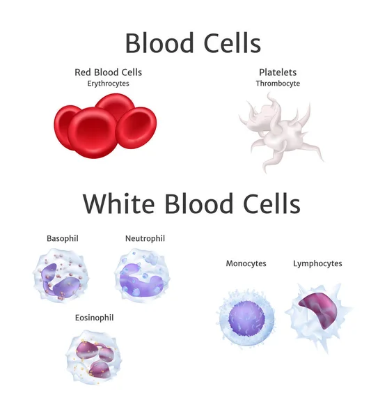Hemoglobin och vita blodkroppar lymfocyter i blod plasma vektor — Stock vektor