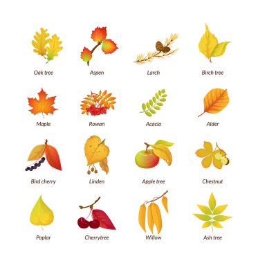 Colored isolated autumn elements fall leaves. Falling autumn october nature leaves. Set leaves of oak, aspen, larch, birch, maple, rowan, acacia, alder, linden, chestnut, poplar willow vector stock vector