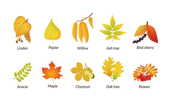 Farbige isolierte Herbstelemente fallen Blätter Vektor — Stockvektor