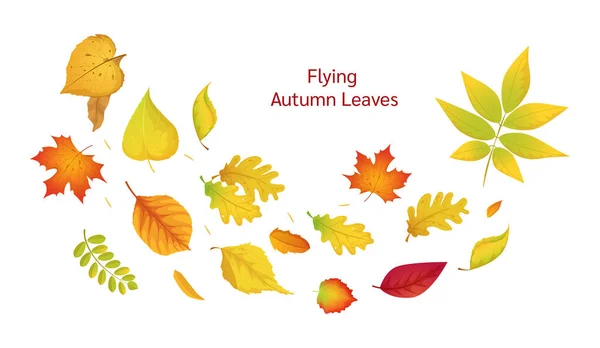 Цветные изолированные осенние элементы падают вектор листьев — стоковый вектор