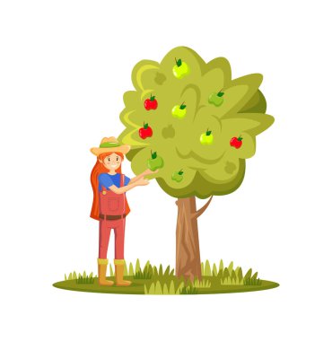 Tarlalarda çalışan, hasat toplayan, olgun organik elmalar toplayan bir kadın..