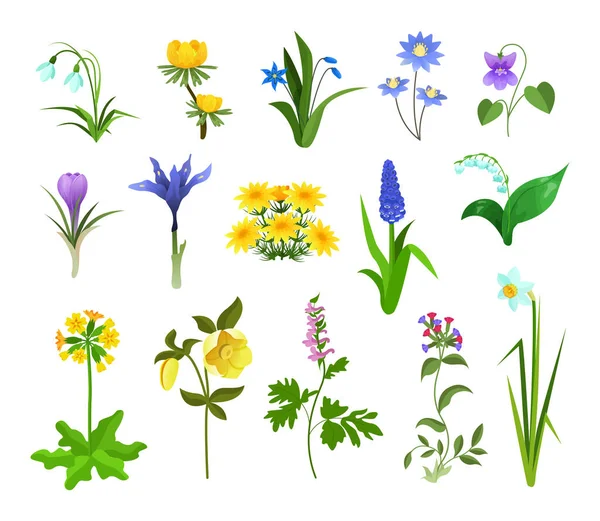 Plantas de primavera jardinagem, flores da floresta e do jardim. Natureza flor primavera . —  Vetores de Stock
