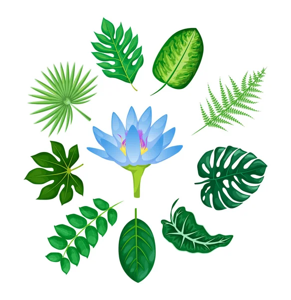 Tropical flowers and leaves collection vector isolated — Stock Vector